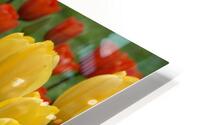 Tulip Bonanza HD Metal print