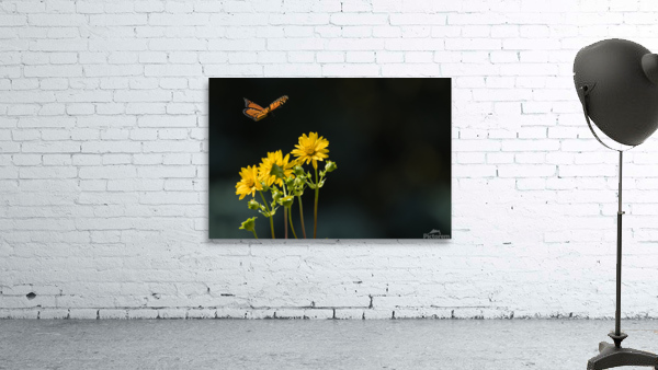 Floating Butterfly Wall Preview