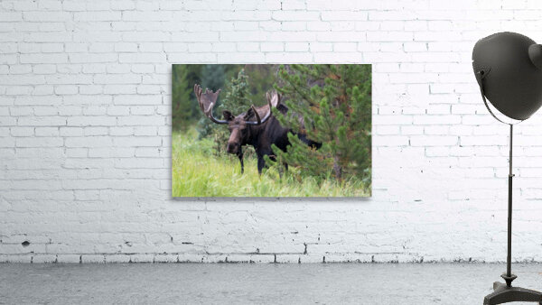 Rocky Mountain Moose Wall Preview