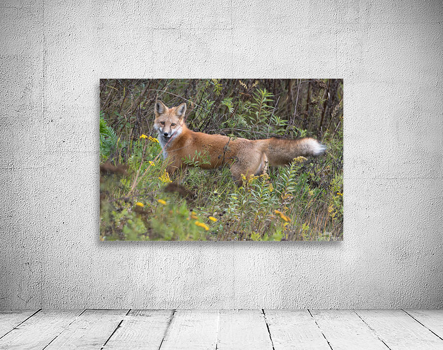 Red Fox Stalking Wall Preview