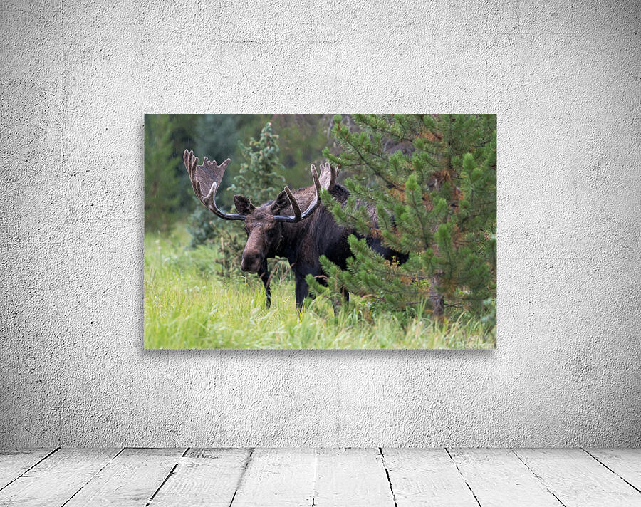  Rocky Mountain Moose Wall Preview