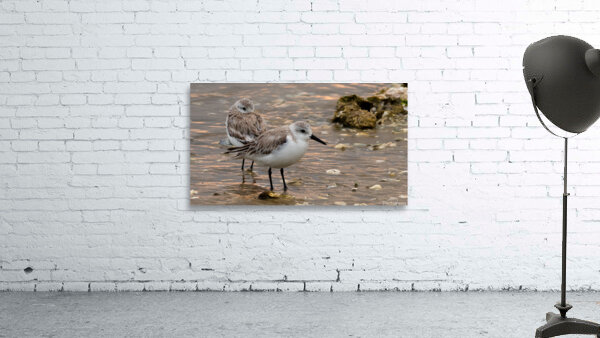 Shore Bird Wall Preview