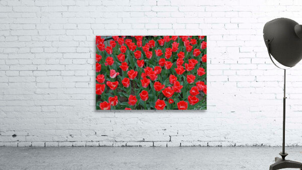 4 27 08 124 Wall Preview