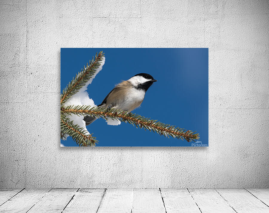 Chickadee in Winter Wall Preview