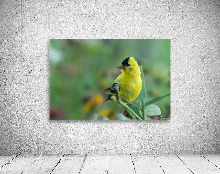 Goldfinch Wall Preview