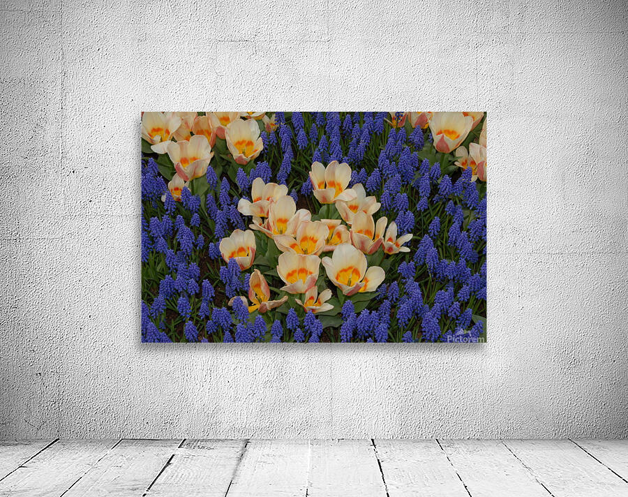 Tulip Garden Wall Preview