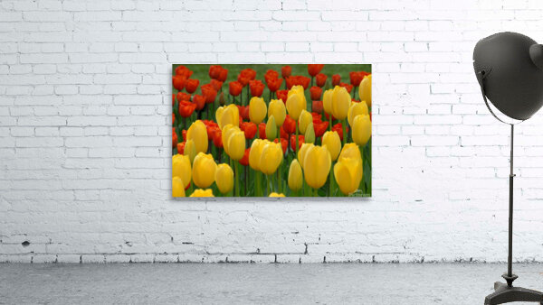 Tulip Bonanza Wall Preview
