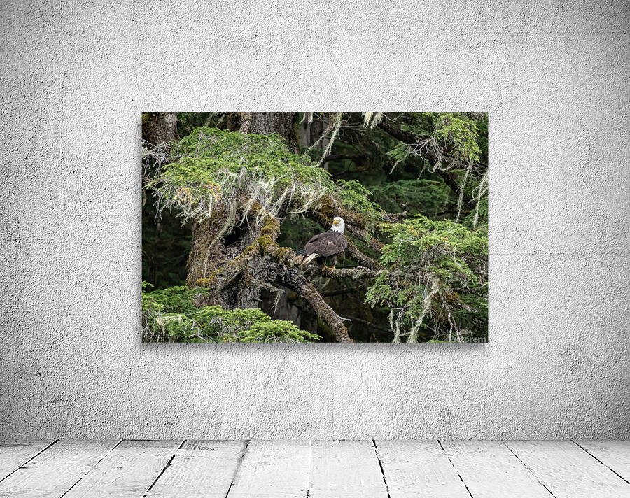 Hyder Alaska Eagle Wall Preview