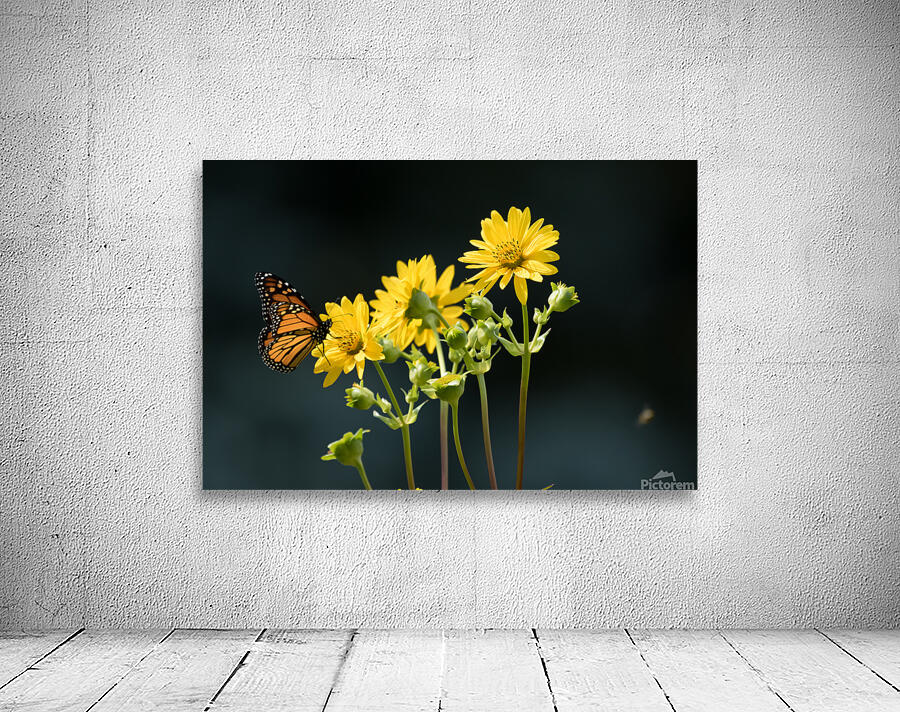 Sunflower and Monarch Wall Preview