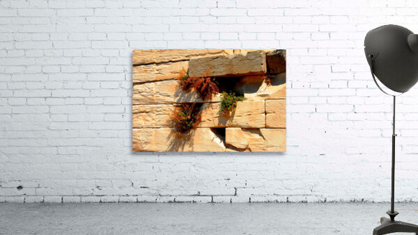 Test 4 Wall Preview