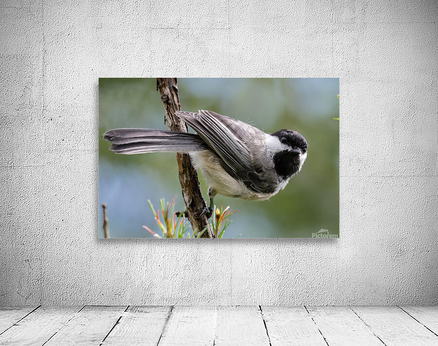 Curious Chickadee Wall Preview