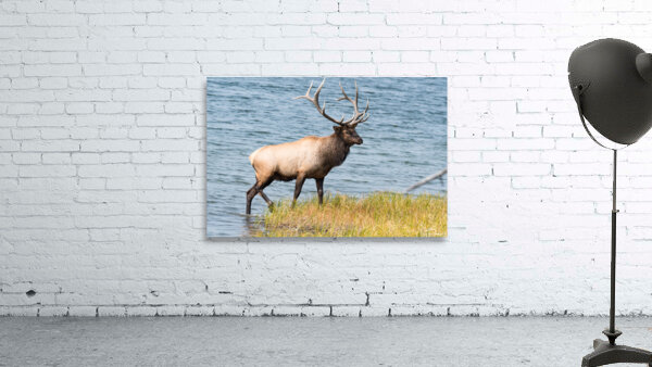 Royal Elk  Wall Preview