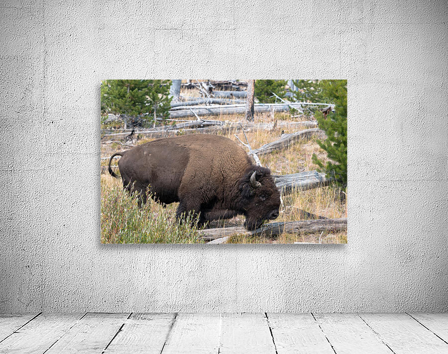 Yellowstone Bison Wall Preview