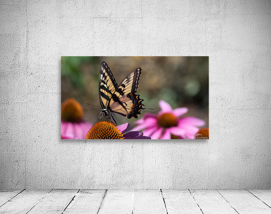 Butterfly 2 Wall Preview