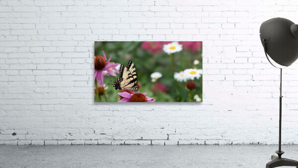 Butterfly 5 Wall Preview