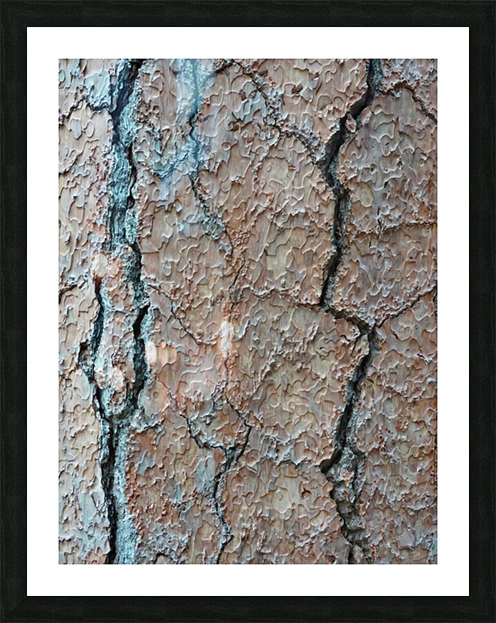 Cedar Tree Bark DSC04237 Picture Frame print