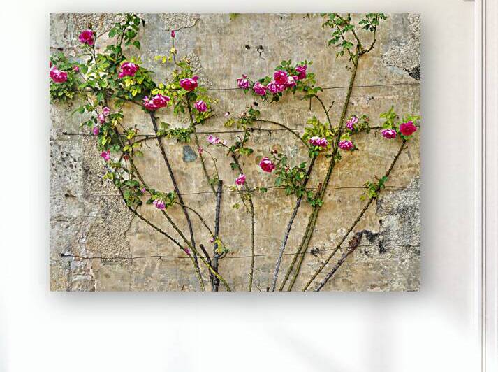 Roses at Chateau 1.1 by KOMurphy