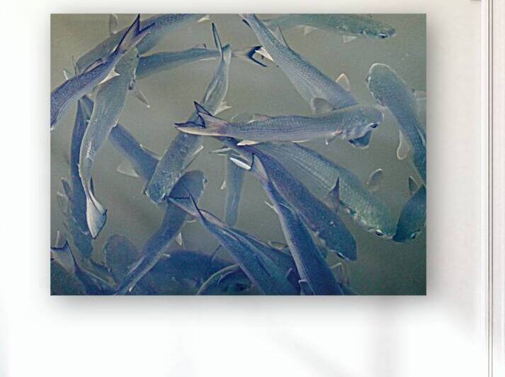 Fish off Brickell Bridge Miami 1.1 by KOMurphy
