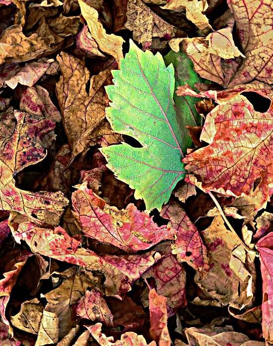 Botanical: Green Leaf on Red Leaves by KOMurphy