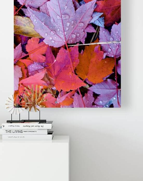 Botanical: Red Leaf Yard Nov 1 by KOMurphy
