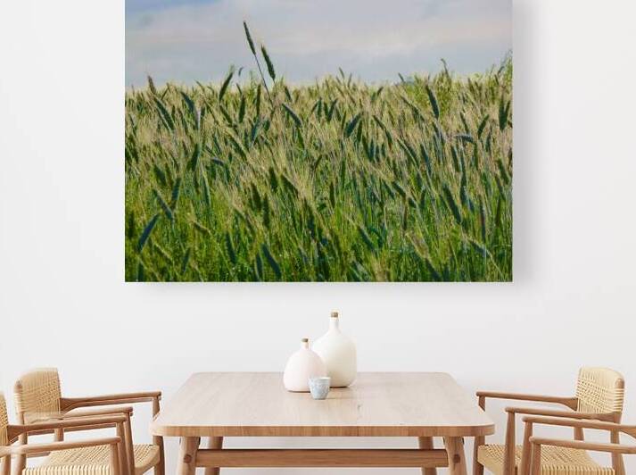Grain Field Napa   rlst by KOMurphy
