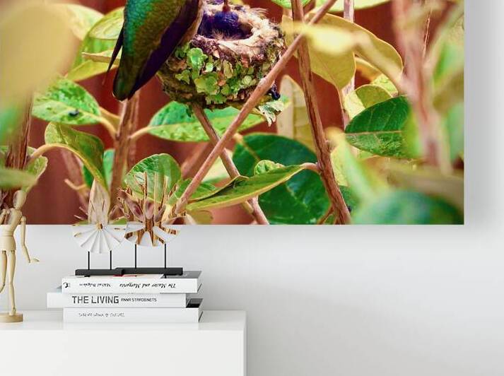 Annas Hummingbird Feeding Young by KOMurphy