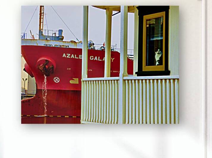 Kitty in Houseboat Window Richmond 1.2 by KOMurphy