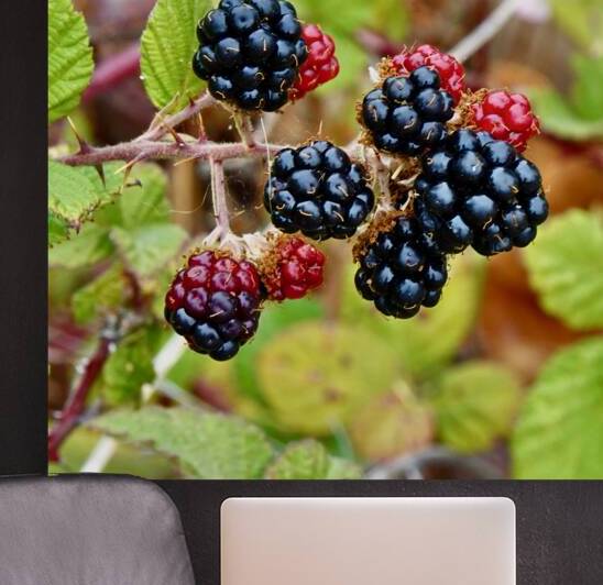 Blackberries Late Summer 1 by KOMurphy