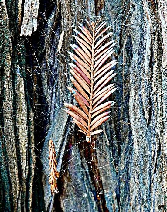 Redwood Tree Bark Napa CA by KOMurphy
