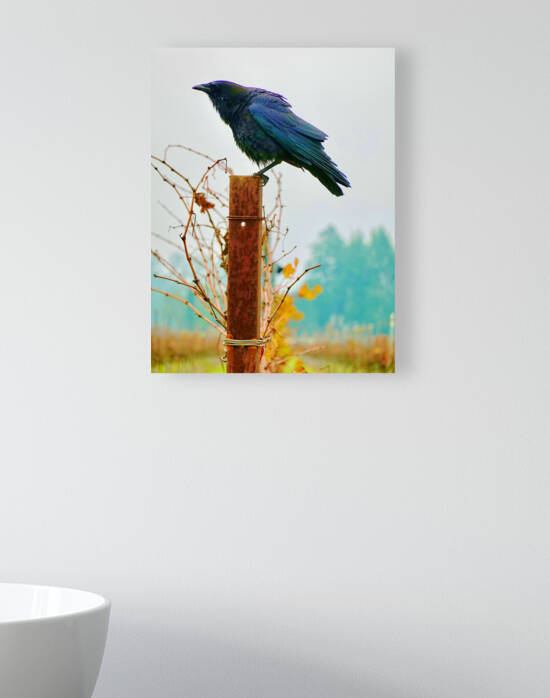 Vineyard Crow Napa by KOMurphy