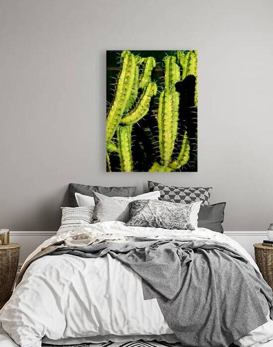 Garambullos Cactus San Miguel by KOMurphy