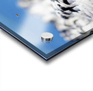 Cabots Terns Acrylic print