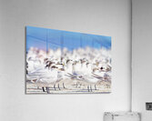 Cabots Terns Acrylic Print