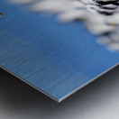 Cabots Terns Metal print