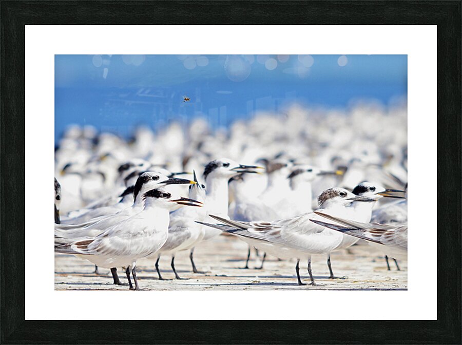 Cabots Terns Picture Frame print