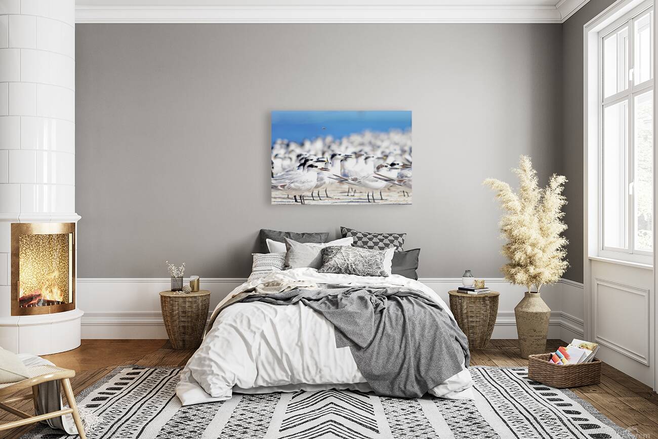 Cabots Terns Reproduction