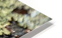 Green Anole HD Metal print