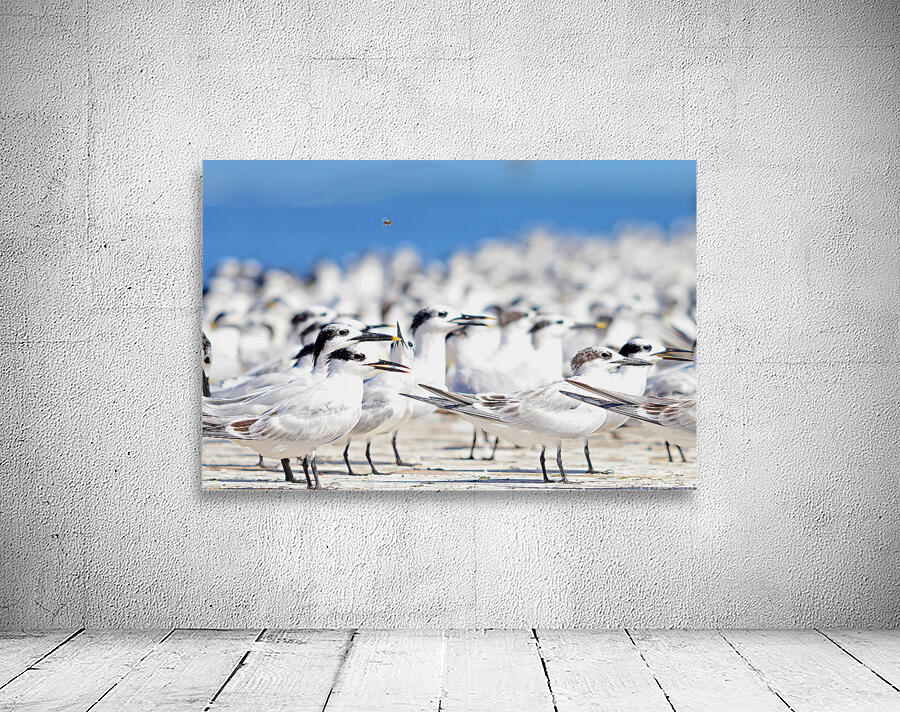 Cabots Terns Wall Preview