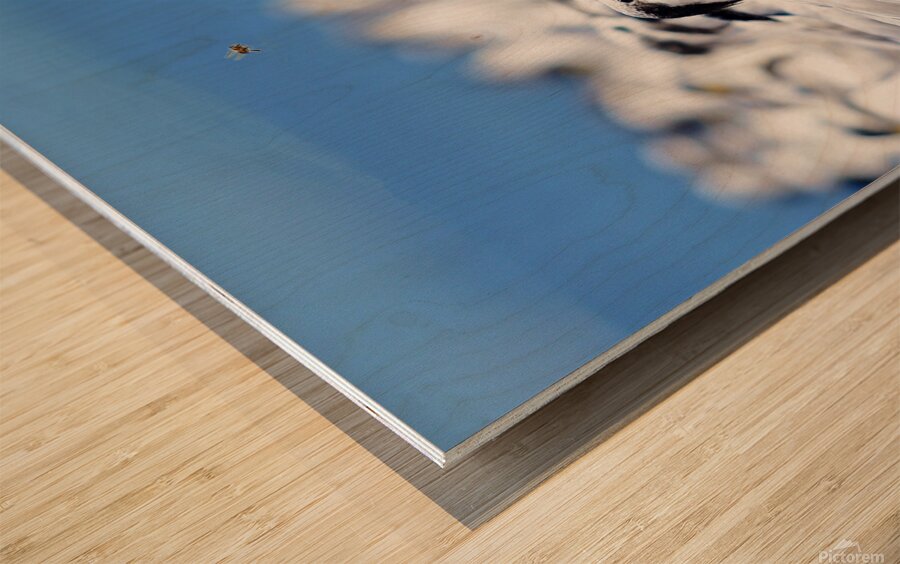 Cabots Terns Wood print