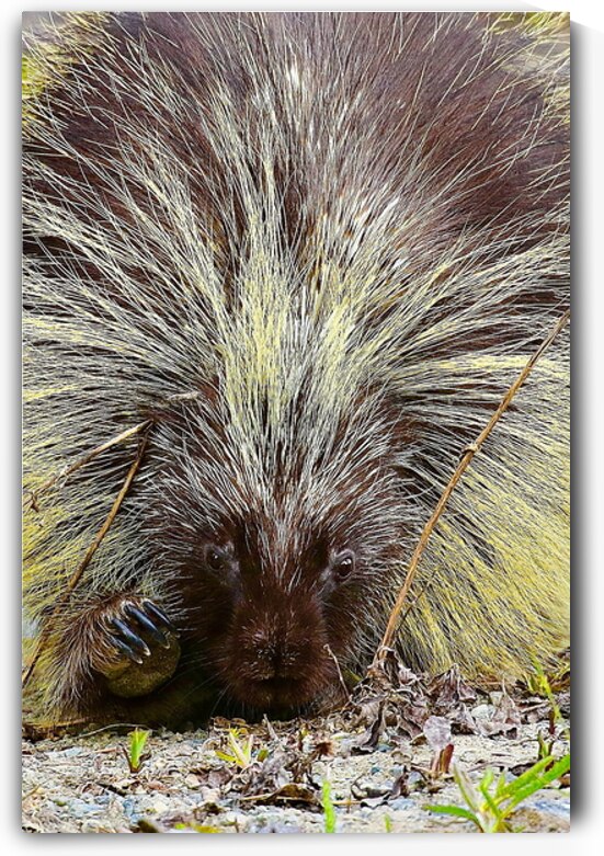 Porcupine Bad Hair Day Atlin British Columbia Can by ToeKnee Fogarassy