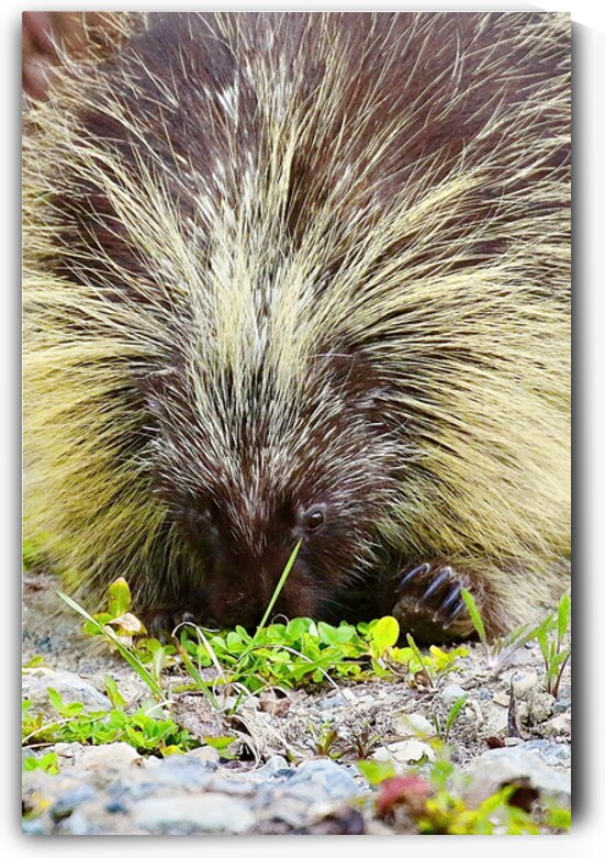 Porcupine Bad Hair Day Atlin British Columbia Can by ToeKnee Fogarassy
