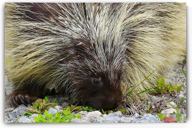 Porcupine Bad Hair Day Atlin British Columbia Can by ToeKnee Fogarassy