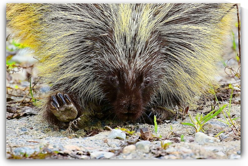 Porcupine Bad Hair Day Atlin British Columbia Can by ToeKnee Fogarassy