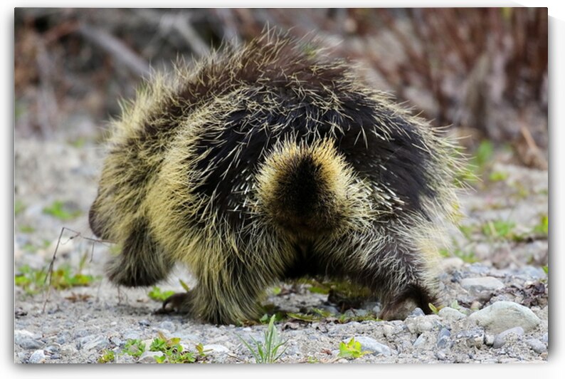 Porcupine Bad Hair Day Atlin British Columbia Can by ToeKnee Fogarassy