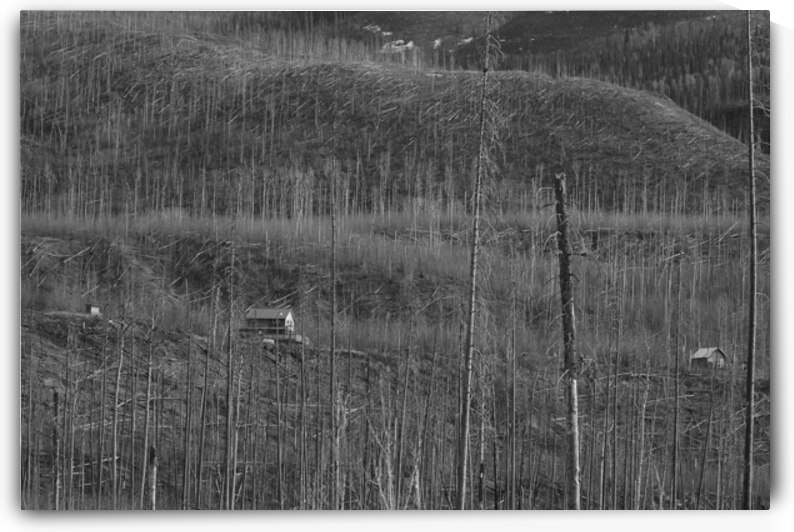 Forest Fire Burn Human Regrowth Liard Plain Briti by ToeKnee Fogarassy