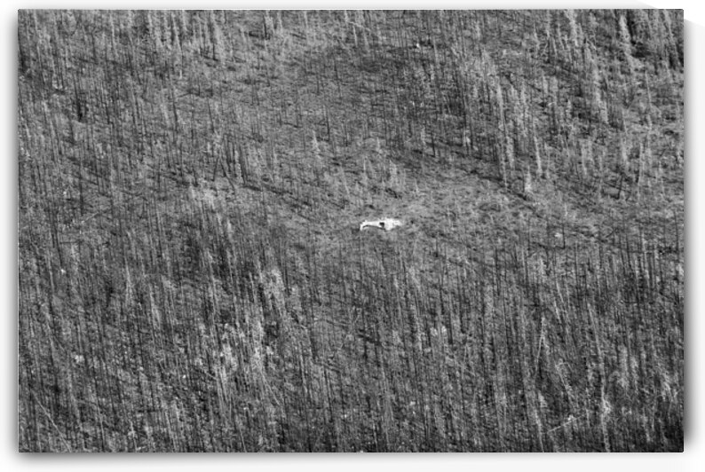 Bush Plane Forest Fire Crash Liard Plain British by ToeKnee Fogarassy