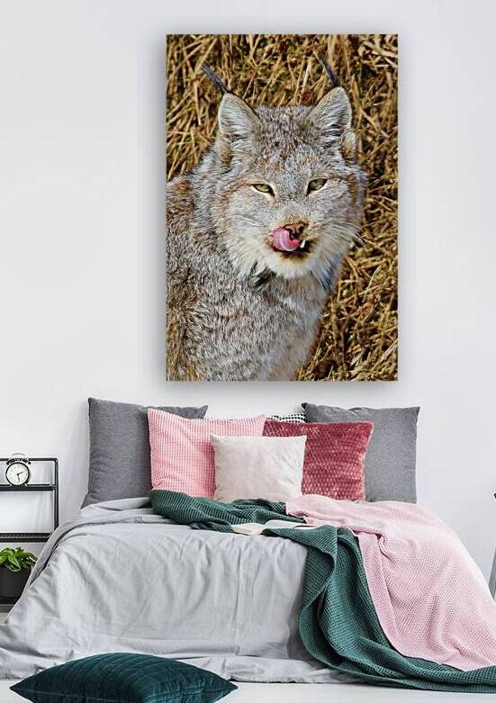 Canada Lynx Apres Lunch Yukon Canada by ToeKnee Fogarassy