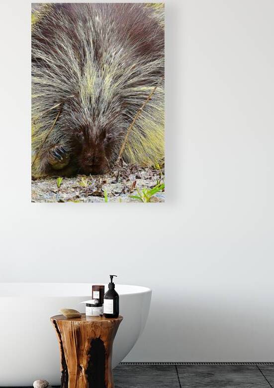 Porcupine Bad Hair Day Atlin British Columbia Can by ToeKnee Fogarassy
