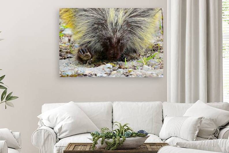 Porcupine Bad Hair Day Atlin British Columbia Can by ToeKnee Fogarassy
