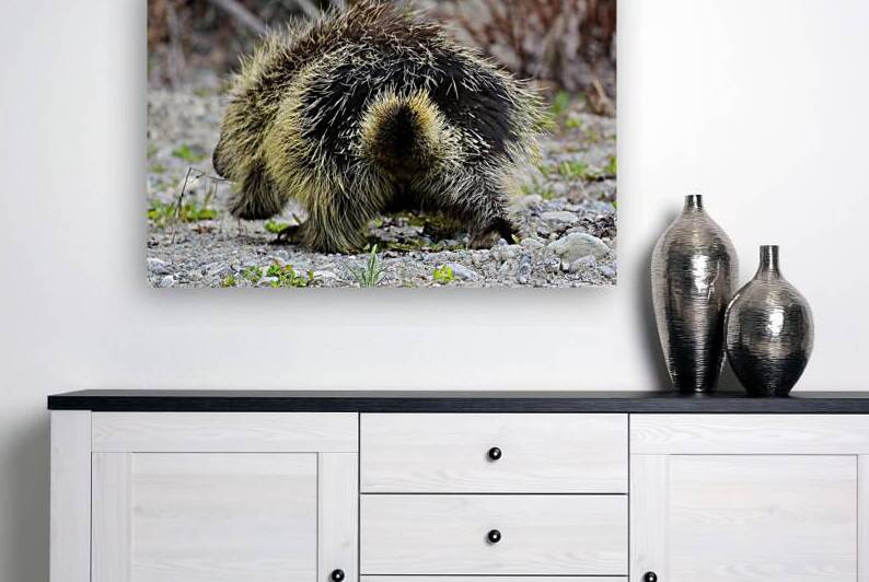 Porcupine Bad Hair Day Atlin British Columbia Can by ToeKnee Fogarassy